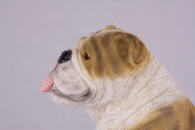 Fawn & White Coat English Bulldog Figurine Extra Large Pet Urn