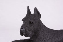 Black Schnauzer with Ears Up Resin Figurine Extra Large Pet Urn