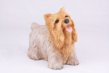 Tan & Cream Yorkshire Terrier Resin Figurine Large Pet Urn