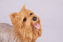Tan & Cream Yorkshire Terrier Resin Figurine Large Pet Urn