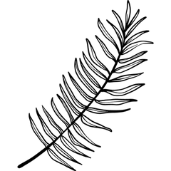 Fern