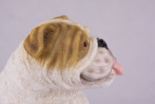 Fawn & White Coat English Bulldog Figurine Extra Large Pet Urn - Funeral.com, Inc.