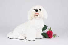 White Coat Bichon Frise Figurine Extra Large Pet Urn - Funeral.com, Inc.